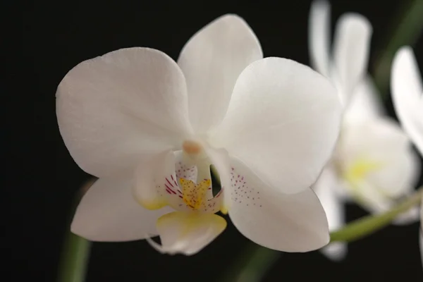 Weiße Orchidee — Stockfoto