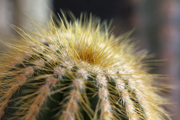 Detalle de cactus —  Fotos de Stock