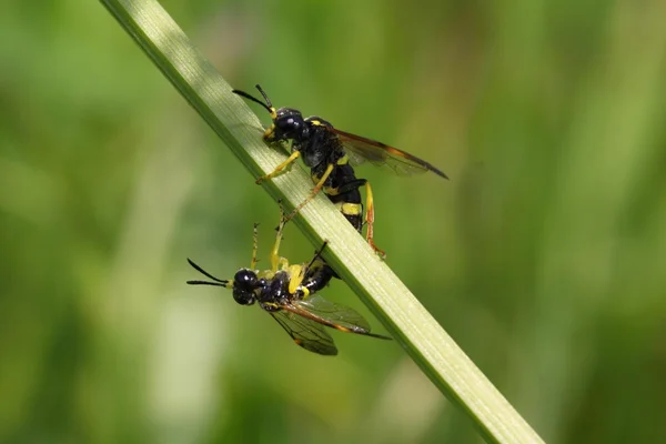 Duas vespas — Fotografia de Stock