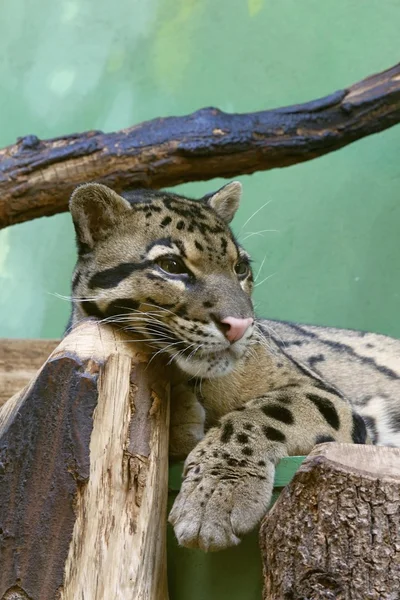 Gato de pesca — Foto de Stock