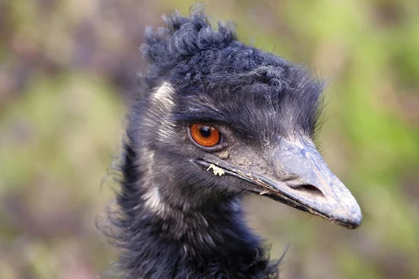 Cabeça do emu — Fotografia de Stock