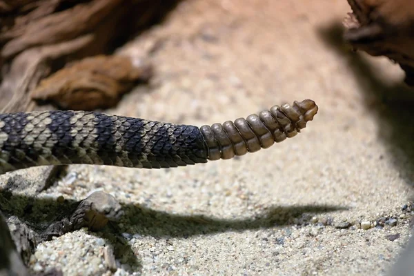 Chrastítko východní diamondback chřestýš — Stock fotografie