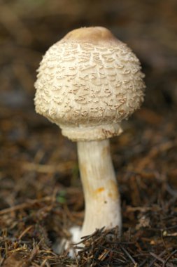 sistolepiota mantarı