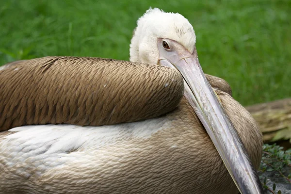 Spot-billed pelican — Stock Photo, Image