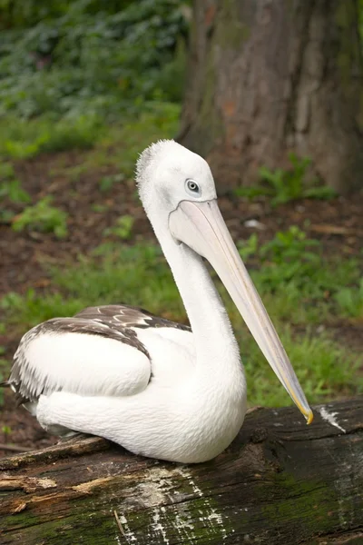 Australian pelican — Stock Photo, Image