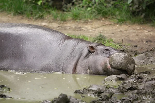 Pygmy hippopotamus — Stock Photo, Image