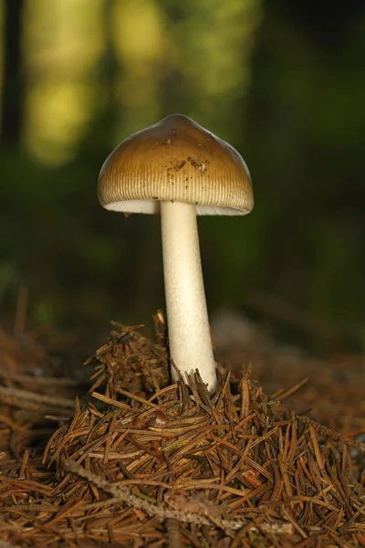 Unidentified brown mushrooms — Stock Photo, Image