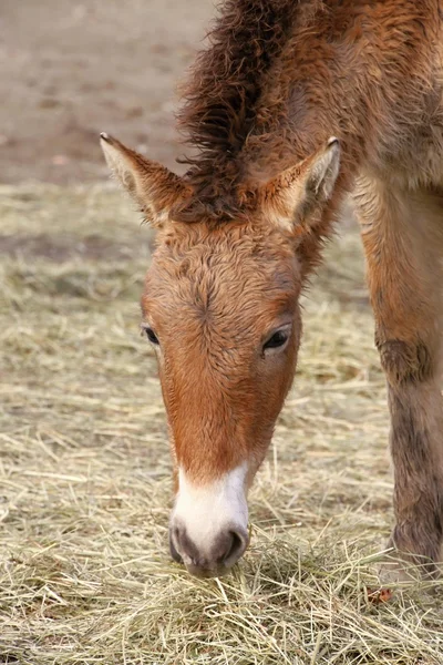 Przewalski's horse — Stock Photo, Image