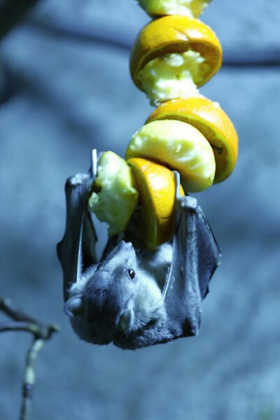 egyptian fruit bat
