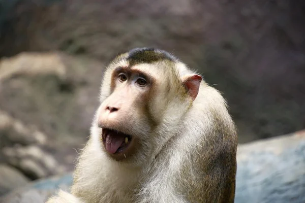 Świnia stronne macaque — Zdjęcie stockowe