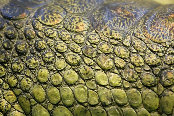 Huid van de gavial — Stockfoto