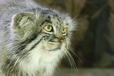 Pallas kedisi