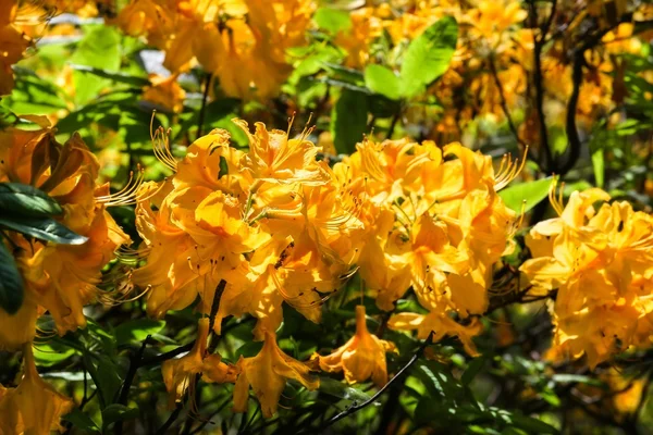 Flor con flor amarilla —  Fotos de Stock