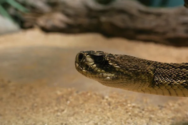 Serpiente de cascabel Diamondback oriental — Foto de Stock