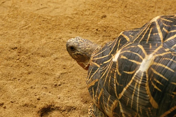 Indische Sternschildkröte — Stockfoto