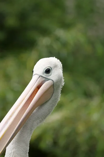 Australian pelican — Stock Photo, Image