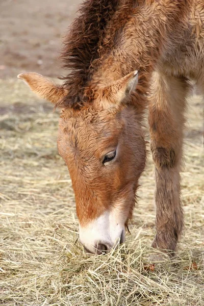 Przewalski's horse — Stock Photo, Image