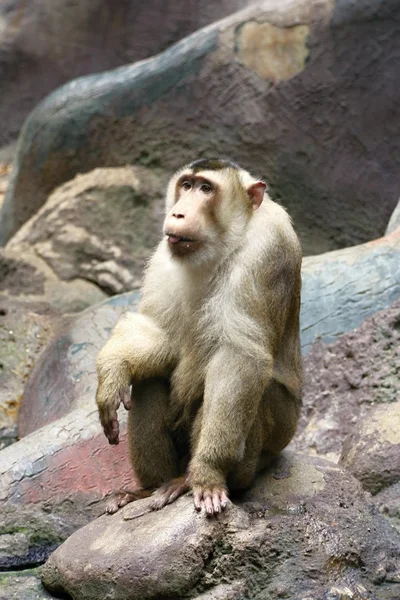 Macaco de cola de cerdo —  Fotos de Stock