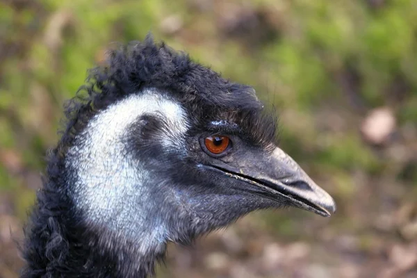 Cabeça do emu — Fotografia de Stock