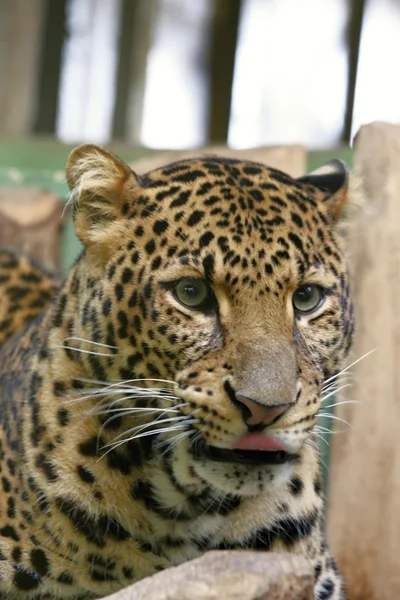 Javan leopard — Stock Photo, Image