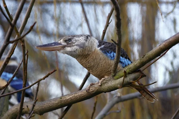 Blue-winged kookaburra — Stock Photo, Image