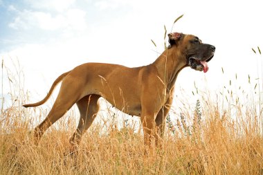 Tarladaki köpek. Büyük Danimarkalı..