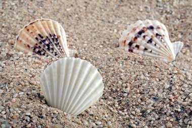 Kumda fosiller ve kabuklar. Tropik plaj.