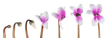 Beyaz arka planda timsahlar. Mor çiçekler.