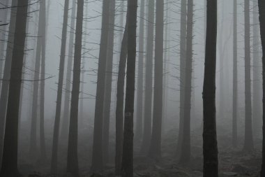 Dağ ormanında sis. Karanlık ve soğuk.