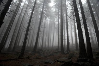 Mist in mountain forest. Dark and cold. clipart