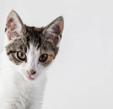 Little kitty. Pussy cat.. Young domestic pet. 