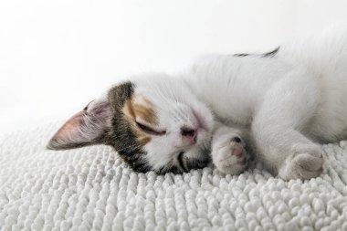 Little kitty. Pussy cat.. Young domestic pet. 