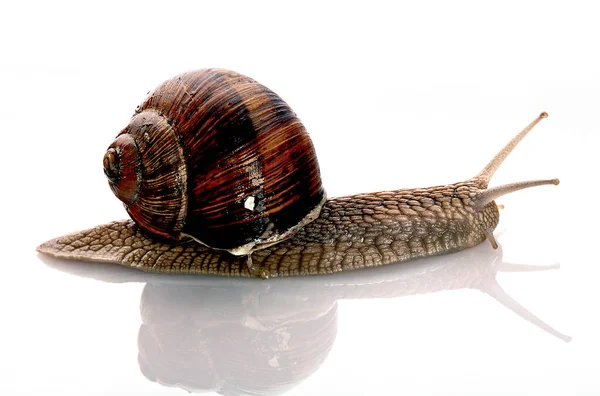 Snail White Background Slow Patient — Stock Photo, Image