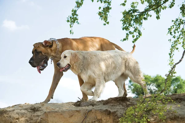 Dos Mejores Amigos Perros Gran Danés Golden Retriever — Foto de Stock