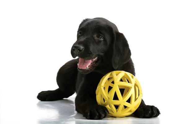 Pequeño Perro Negro Juguetón Labrador Retriever — Foto de Stock