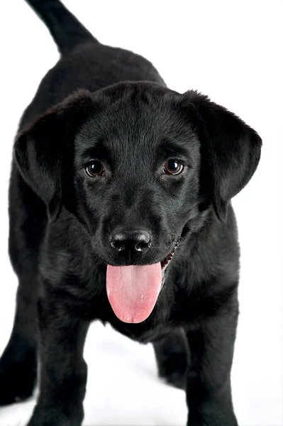 Pequeño Perro Negro Juguetón Labrador Retriever — Foto de Stock