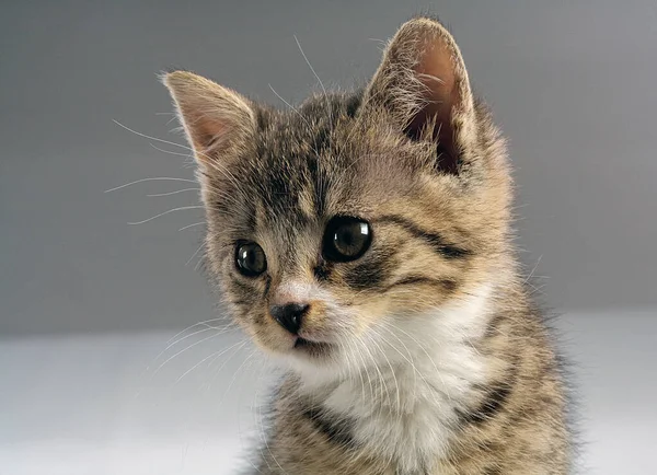 Genç gri kedi yavrusu. Sevimli ve neşeli.. 