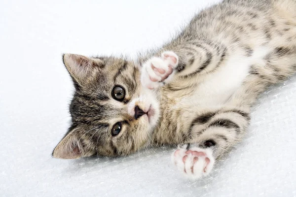 Genç gri kedi yavrusu. Sevimli ve neşeli.. 