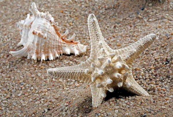 Kumda fosiller ve kabuklar. Tropik plaj.