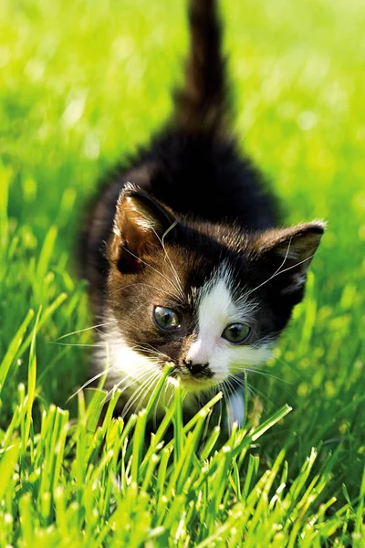 Little Black White Kitten Small Adorable Creature — Stock Photo, Image