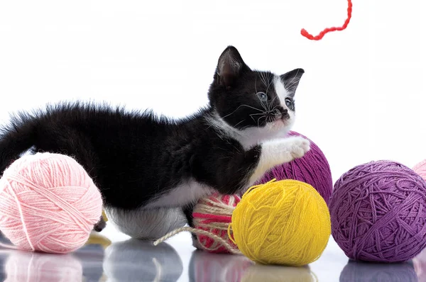 Little black and white kitten. Small, adorable creature. 