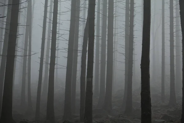Nebel Bergwald Dunkel Und Kalt — Stockfoto