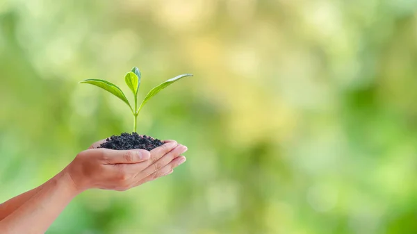 Earth Day Koncept Mänsklig Hand Håller Växande Träd Suddig Grön — Stockfoto