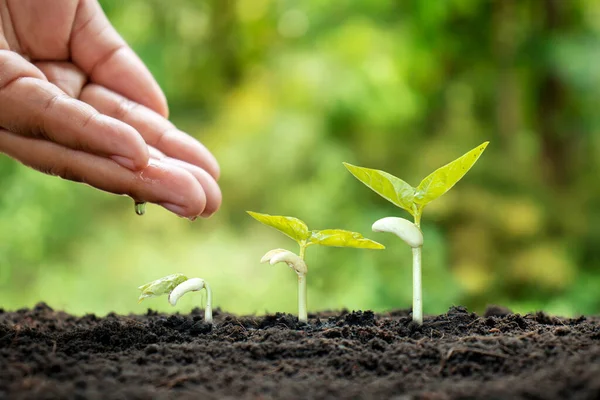 Small Plants Grow Fertile Soil Water Plants Well Displaying Growing — Stock Photo, Image