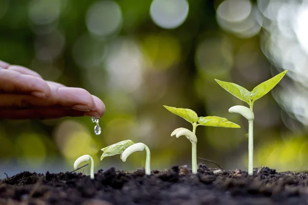 Planting Trees Fertile Soil Displaying Stage Plant Growth Cropping Farming — Stock Photo, Image