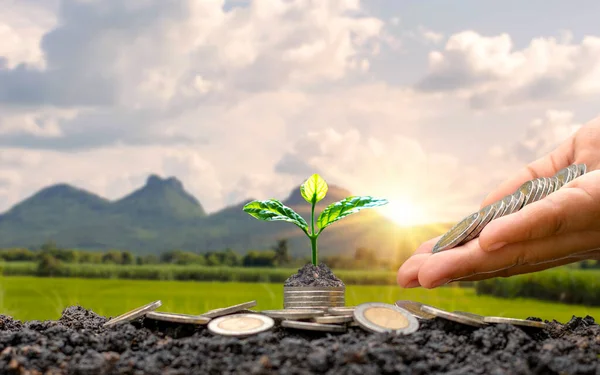 Money growth idea, tree planting on coins or money, including hands giving coins to trees and nature background.