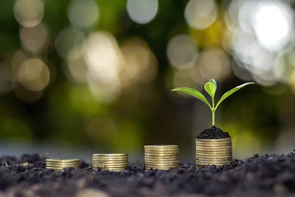 Sapling of growing plants on stacked coins and fertile soil, the concept for investment for agriculture and cultivation.