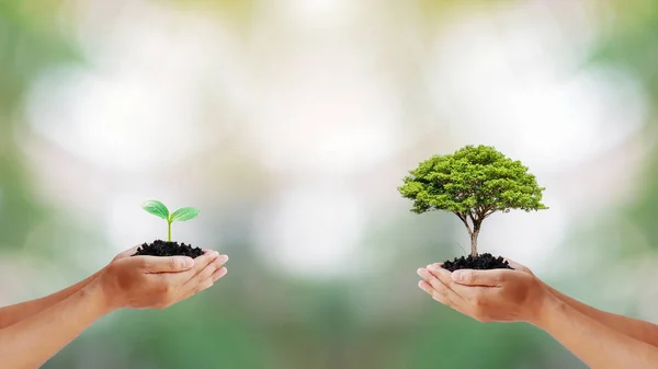 Dos Manos Humanas Sosteniendo Árboles Pequeños Grandes Sobre Fondo Verde — Foto de Stock