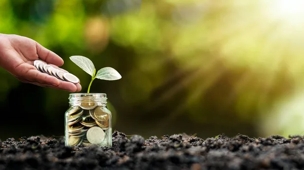 Planting Tree Bottle Raising Money Bottle Financial Investment Ideas Business — Stock Photo, Image