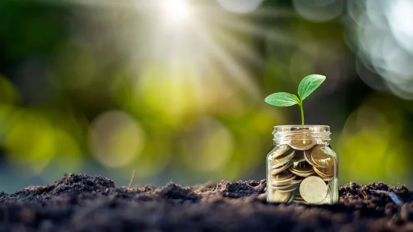 Małe Rośliny Uprawiające Pieniądze Butelek Monety Ziemi Pomysły Rozwój Biznesu — Zdjęcie stockowe